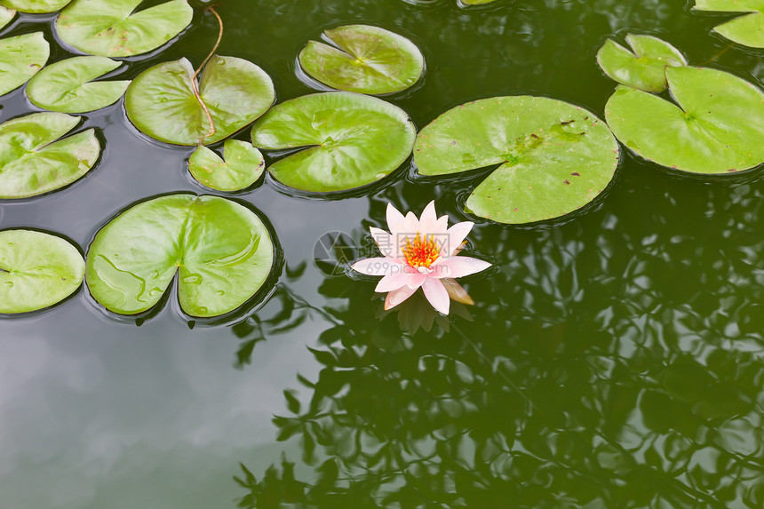 粉红水百合和池塘中的叶子环境公园花园荒野植物学植物群季节植物冥想紫色图片