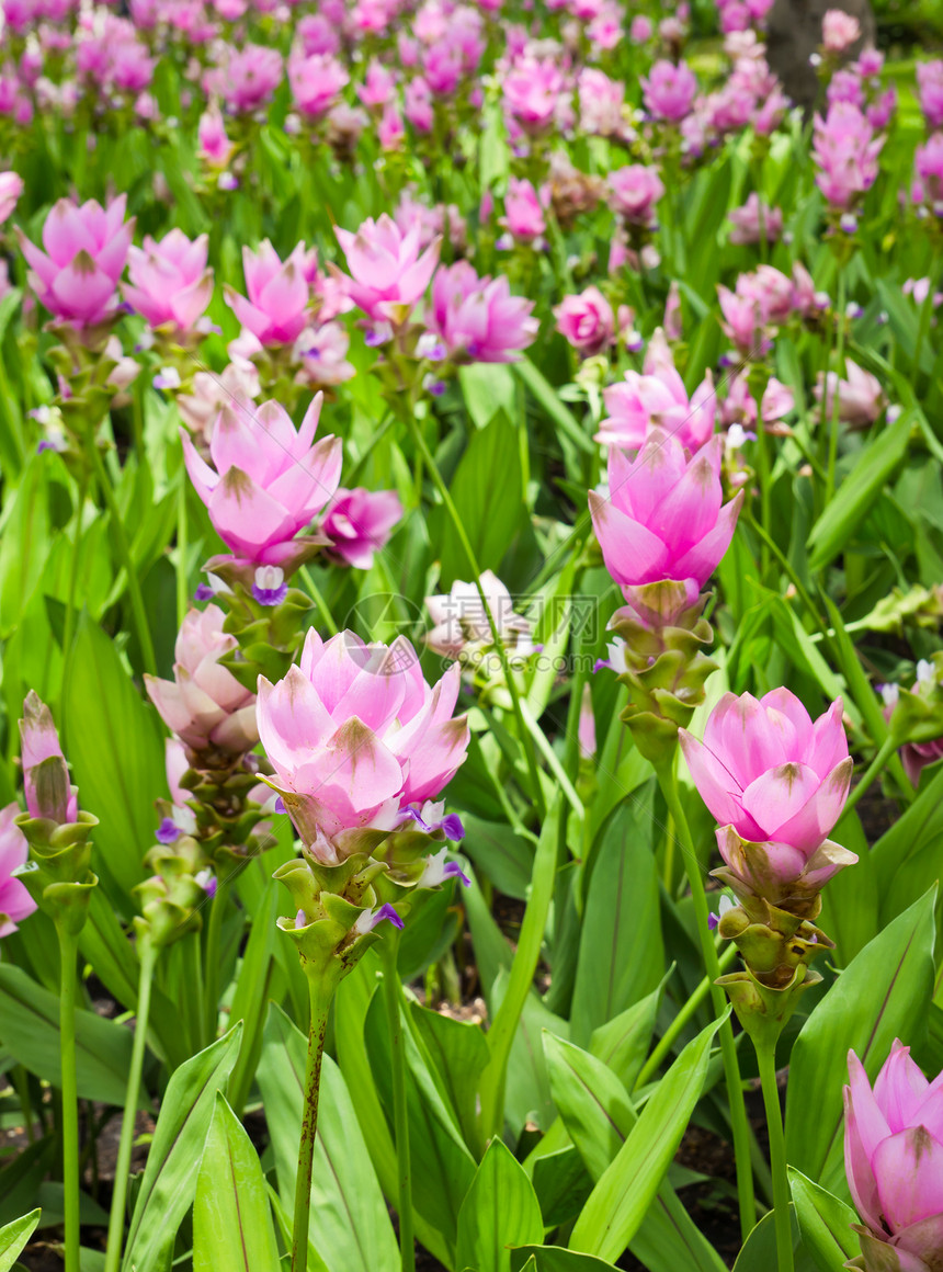 siam 郁金香字段叶子季节性植物群女性化父母粉色植物学花瓣生长文化图片