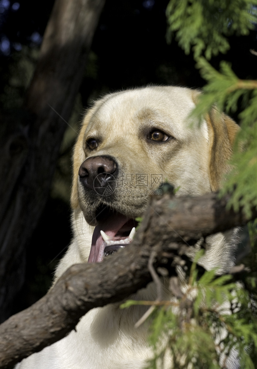 森林里的白狗场地绿色猎犬宠物悲伤犬类草地场景图片