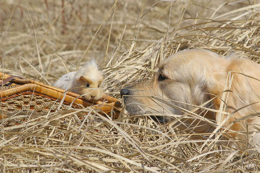 拉布拉多和几内亚猪摄影哺乳动物合伙犬类相机大麦小狗宠物孩子头发图片
