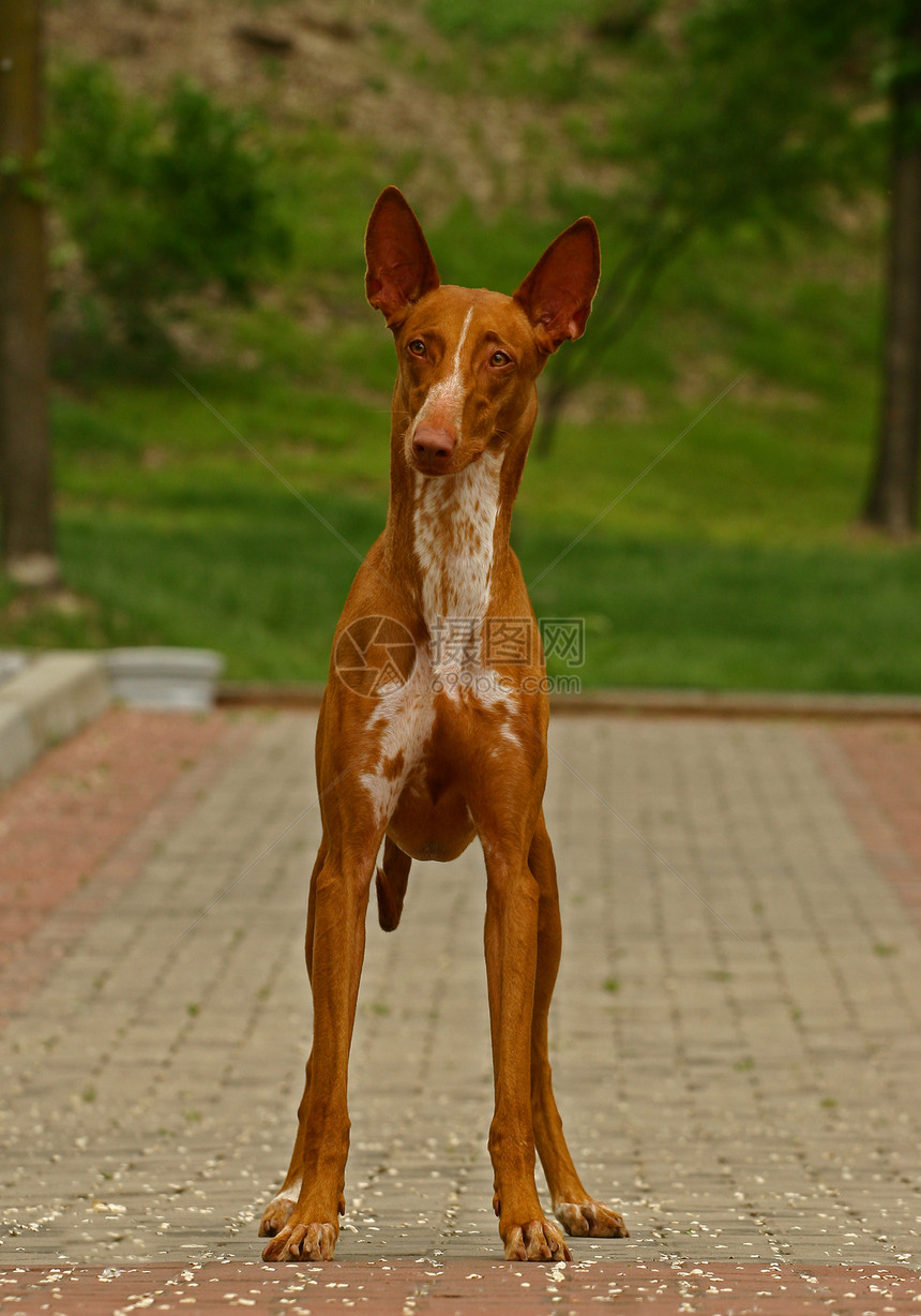 红狗皮肤宠物犬类猎犬毛皮牙齿哺乳动物法老阳光褐色图片