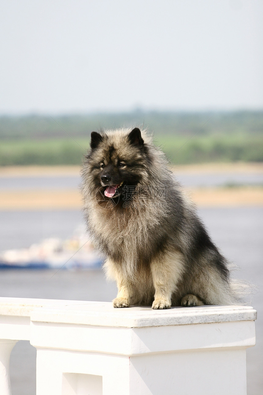 Spitz 狗狗雪橇犬类贵族合伙幽默友谊文化悲伤蓝色乐趣图片