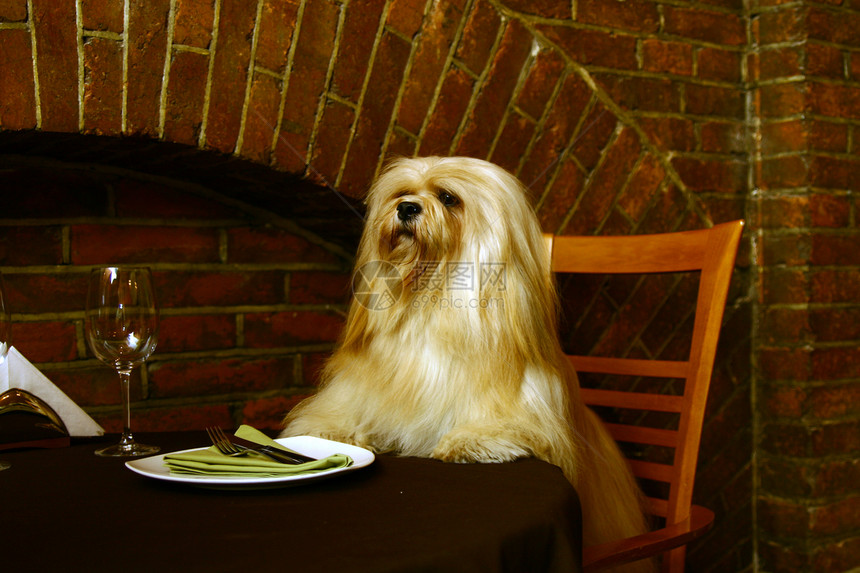 拉萨阿波索忠诚乐趣酒吧餐厅棕色玻璃桌子家庭技巧白色图片