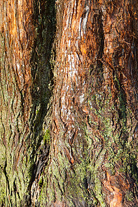 红木树树皮树干苔藓棕色绿色木头背景图片