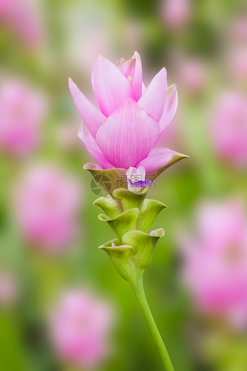 郁金花植物群旅行粉色文化郁金香生长白色花瓣植物学父母图片