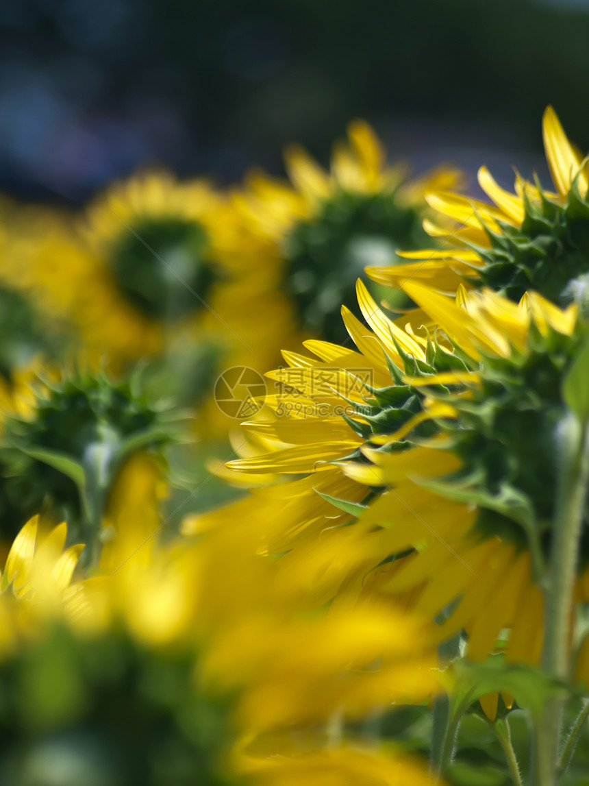 向日向外字段农场园艺宏观植物学向日葵花园生长场地幸福花瓣图片