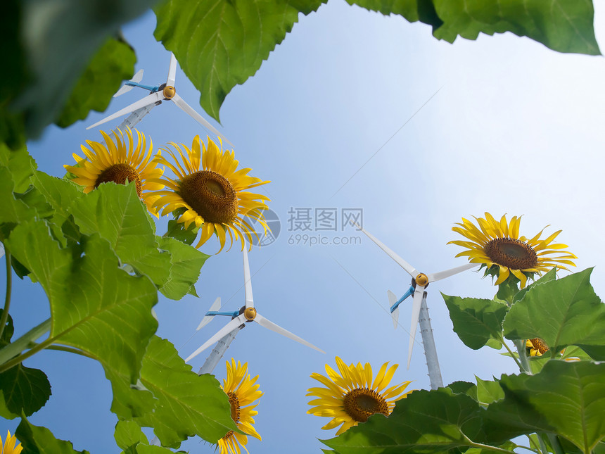 替代能源活力植物天空力量创新向日葵阳光环境幸福花粉图片