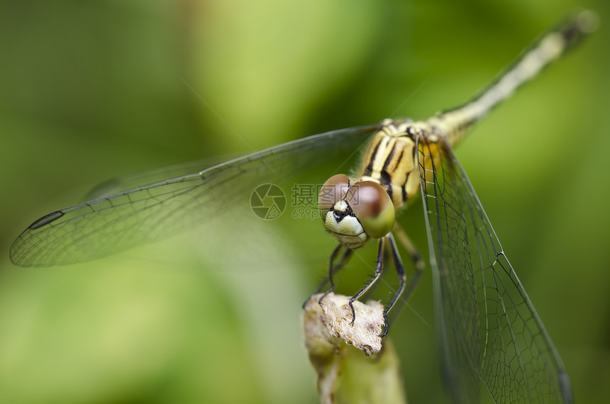 绿色的飞龙昆虫蜻蜓翅膀异翅目野生动物俗语微笑动物群猎人宏观图片