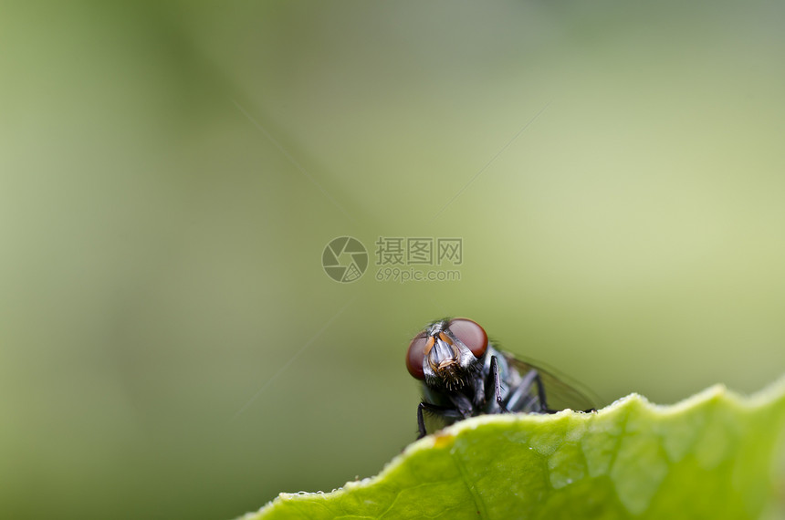 绿色飞行红色翅膀害虫昆虫宏观漏洞房子白色图片