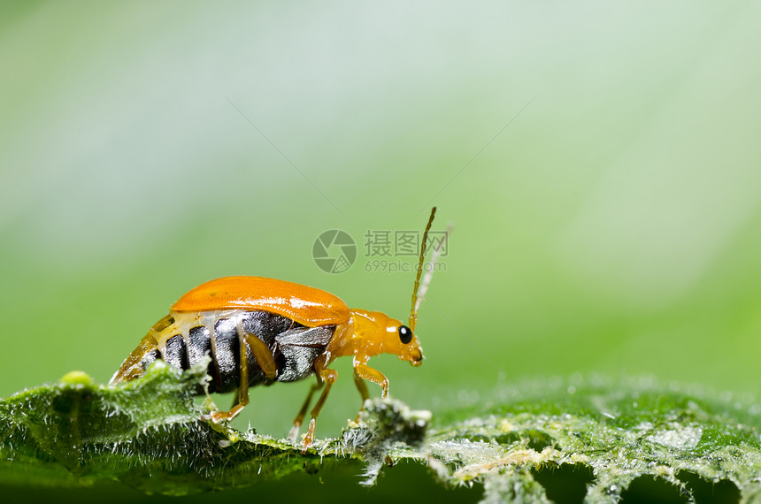 绿色性质的橙色甲虫荒野昆虫生活季节漏洞野生动物宏观阳光丛林眼睛图片