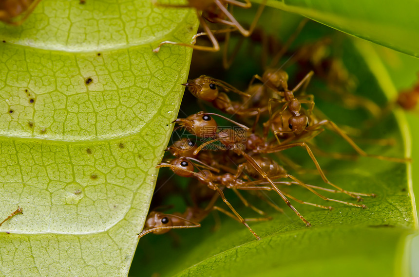 红蚁团队工作天线昆虫宏观生物橙子漏洞旅行野生动物工人探索图片