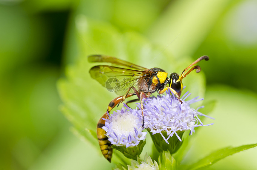 绿色自然中的黄色黄蜂夹克条纹黑色昆虫白色翅膀蜜蜂宏观金子害虫图片