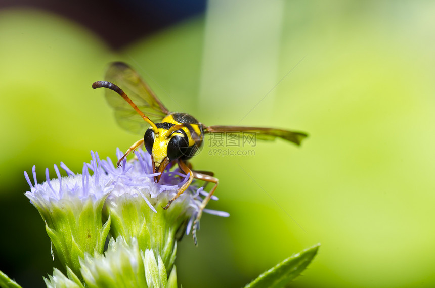 绿色自然中的黄色黄蜂蜜蜂夹克条纹害虫金子翅膀昆虫白色宏观黑色图片