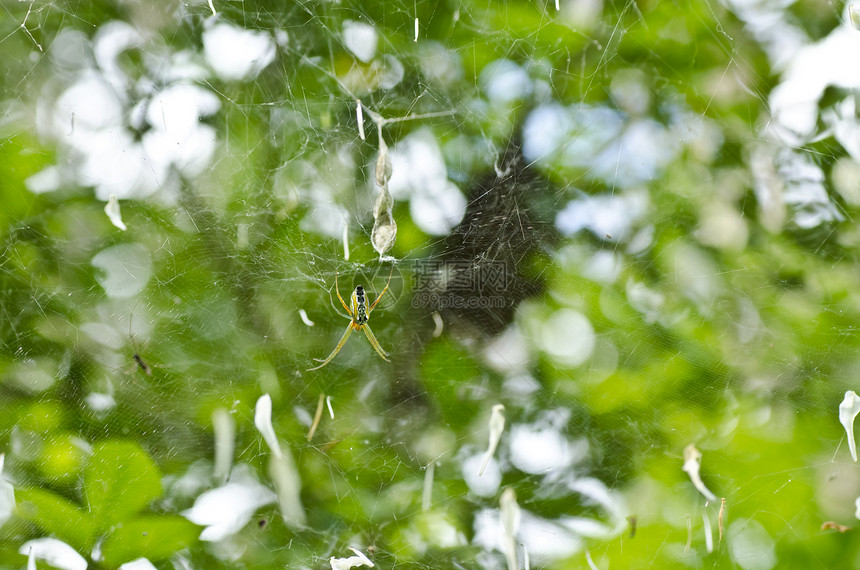 绿绿色长腿蜘蛛宏观棕色爬坡植物花园丛林公园野生动物眼睛阳光图片
