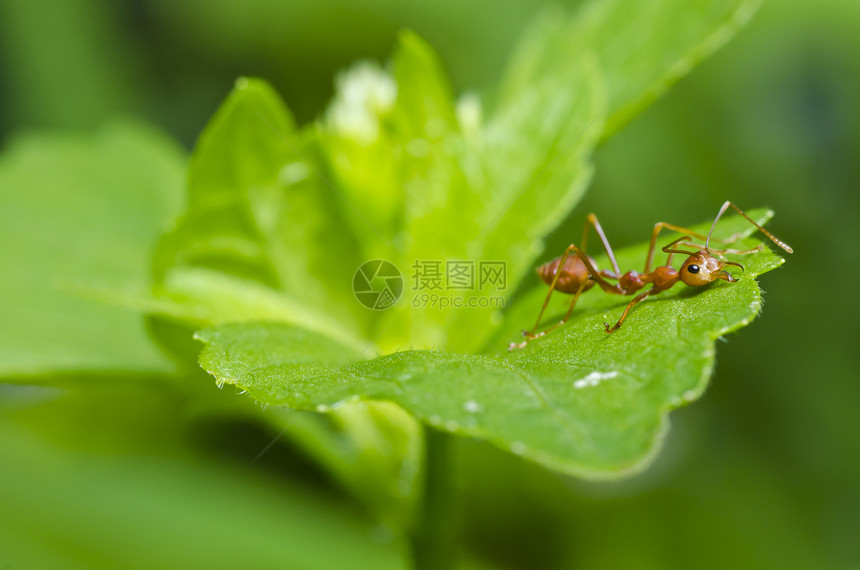 红蚂蚁如此疲累集体昆虫探索漏洞红色腰部旅行工作绿色宏观图片