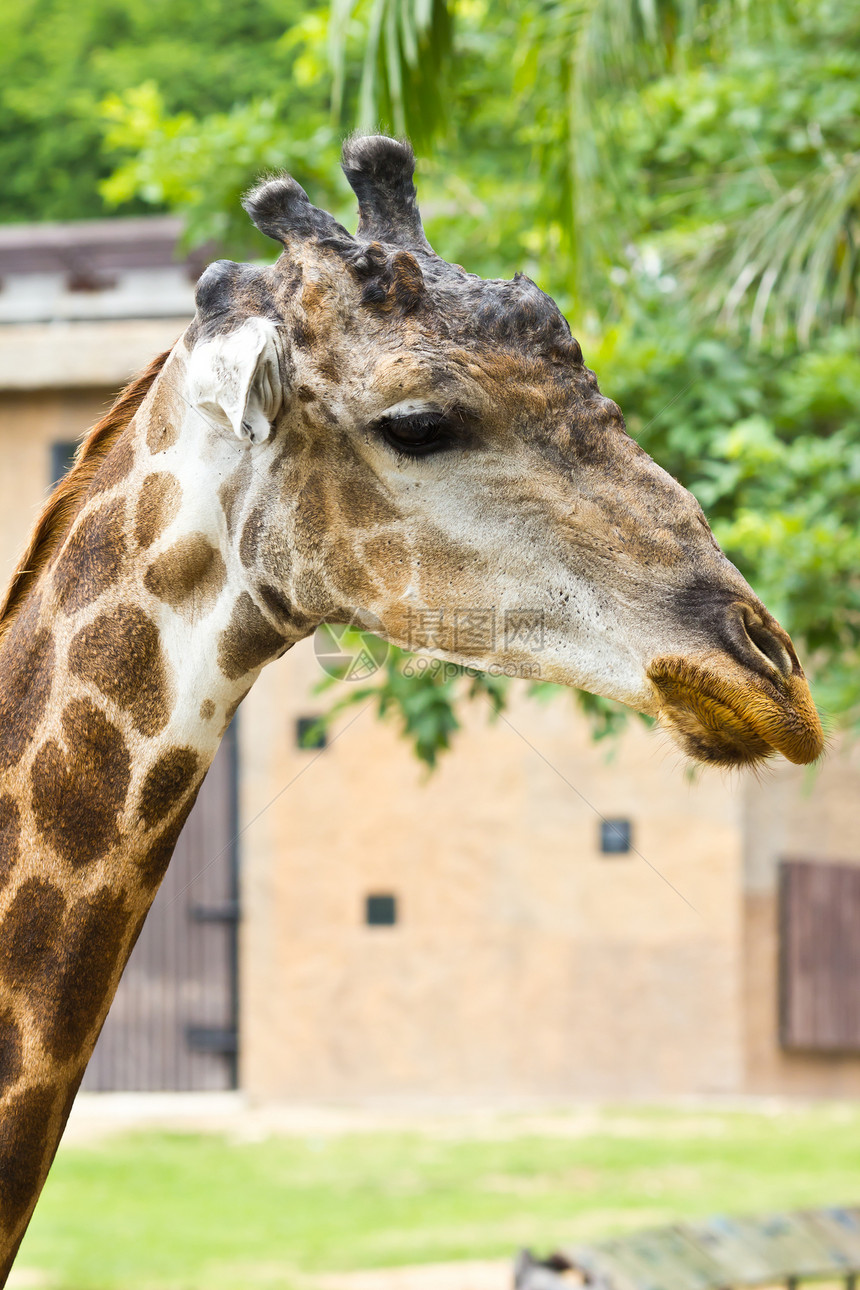 长颈鹿肖像食草喇叭耳朵脖子反刍动物棕色动物园鼻子哺乳动物荒野图片