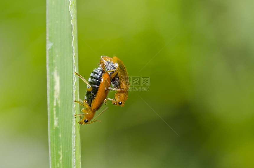 两对绿色的橙色甲虫花园丛林荒野生活爬坡眼睛野生动物公园阳光昆虫图片