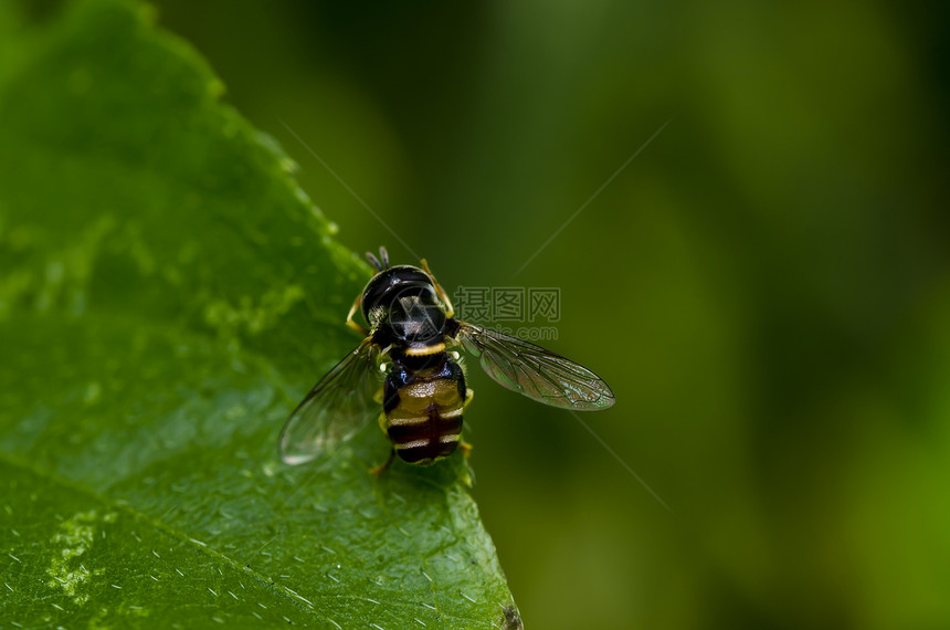 花朵文件或花园中的水果文件苍蝇蜜蜂昆虫植物群翅膀欺骗野生动物宏观黄色昆虫学图片