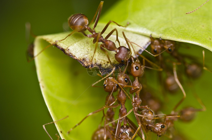 红蚁团队工作旅行腰部漏洞天线野生动物红色绿色照片水平宏观图片