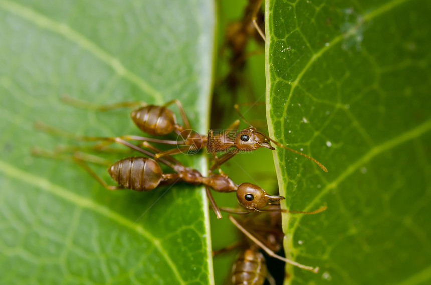 红蚁团队工作橙子照片水平绿色野生动物蚂蚁昆虫探索红色旅行图片