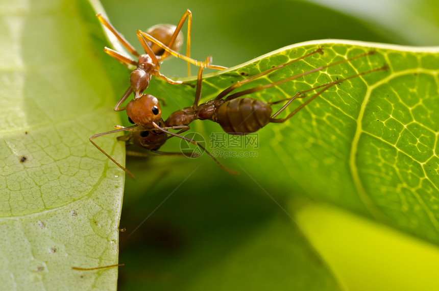 红蚂蚁团队在建设家园时的亲吻图片