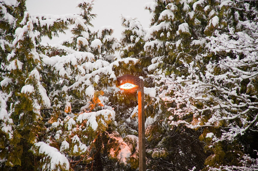 冬天公园雪景植物白色季节季节性路灯灯柱场景图片