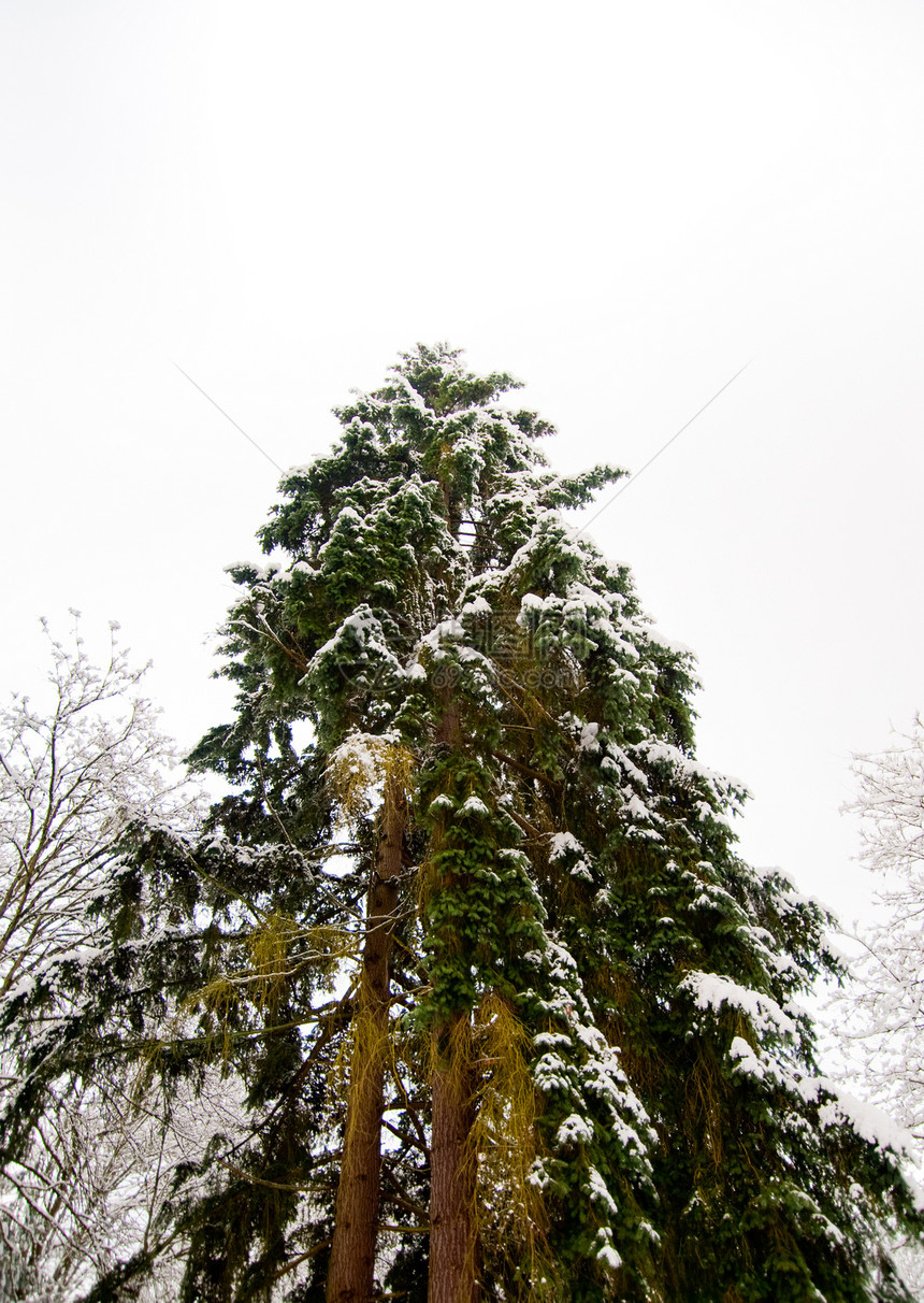 冬天季节白色木头森林场景荒野雪景植物公园季节性图片