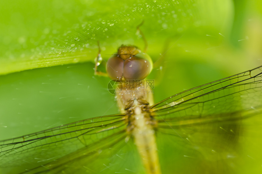 绿色新鲜的苍蝇猎人翅膀蜻蜓动物群俗语微笑野生动物宏观昆虫异翅目图片