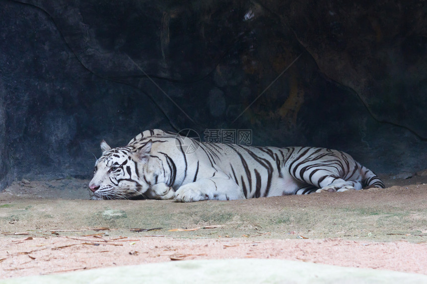 白老虎野猫耳朵条纹猫科鼻子动物哺乳动物野生动物动物园眼睛图片