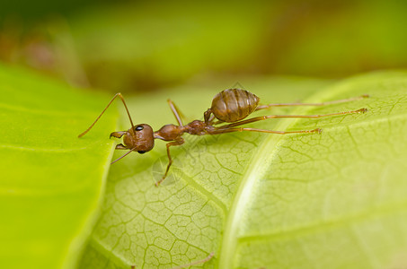 蚂蚁强大强大的红蚂蚁宏观腰部红色照片橙子旅行野生动物工作白色绿色背景