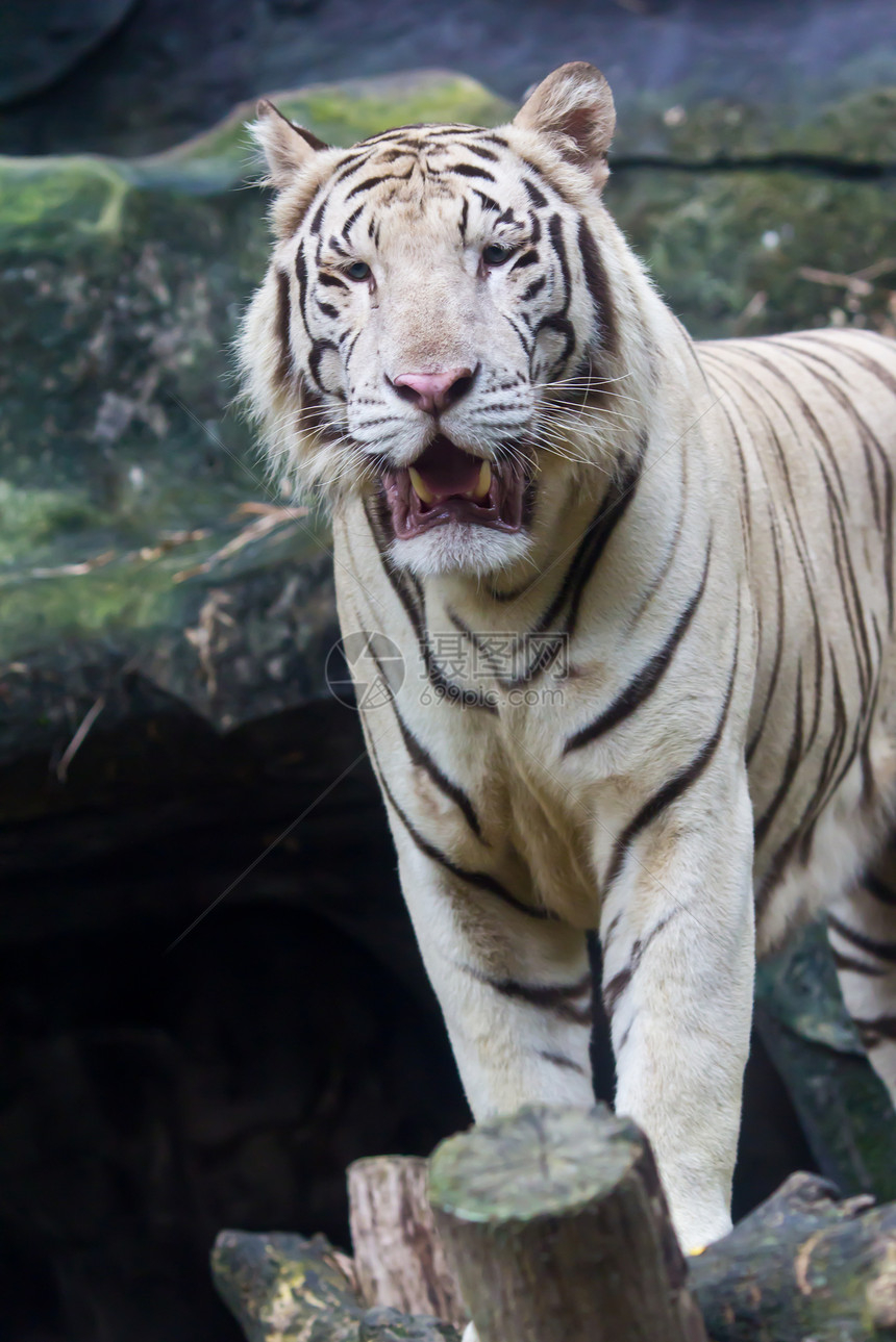 白老虎晶须条纹野猫鼻子亚种眼睛动物园老虎毛皮耳朵图片