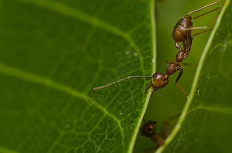 蚂蚁强大强大的红蚂蚁白色绿色野生动物水平生物旅行昆虫工人工作橙子背景