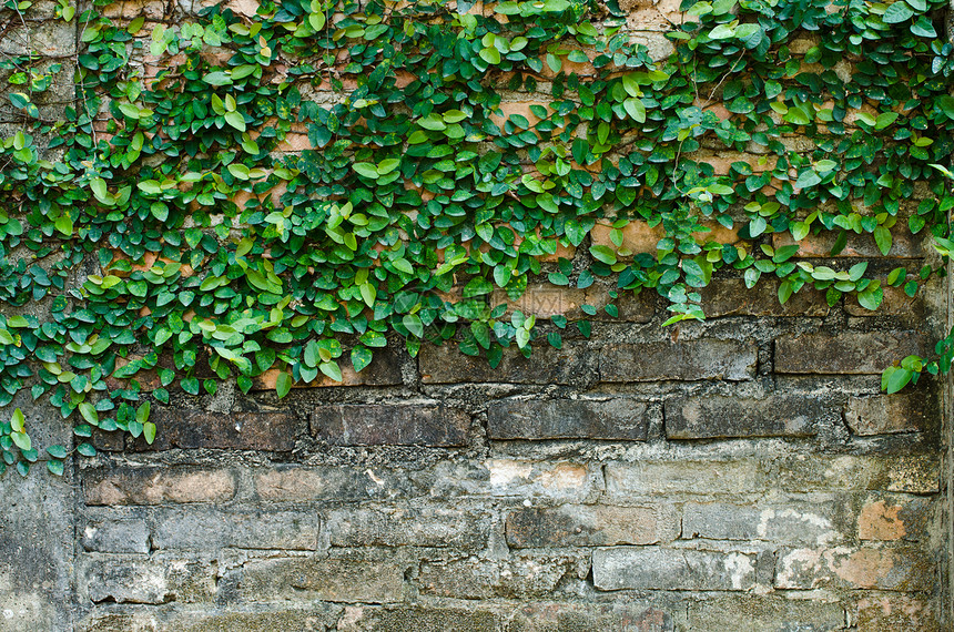 砖墙上的常春藤建筑棕色水平城市红色绿色墙纸叶子建筑学材料图片