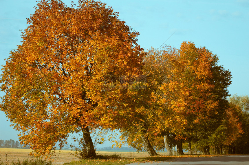 道路附近的树木花园公园森林生态牧歌场景季节树叶黄色木头图片