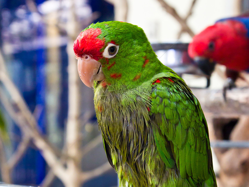 绿鹦鹉鸟鹦鹉荒野宠物情调生活动物园翅膀金刚鹦鹉动物群野生动物图片
