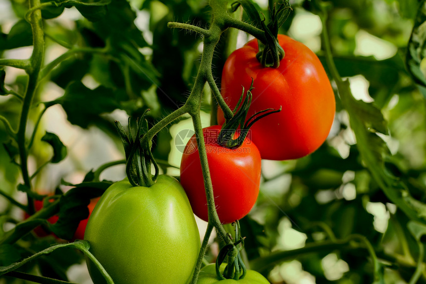红番茄和绿番茄商业植物食谱食物蔬菜团体农业文化红色市场图片