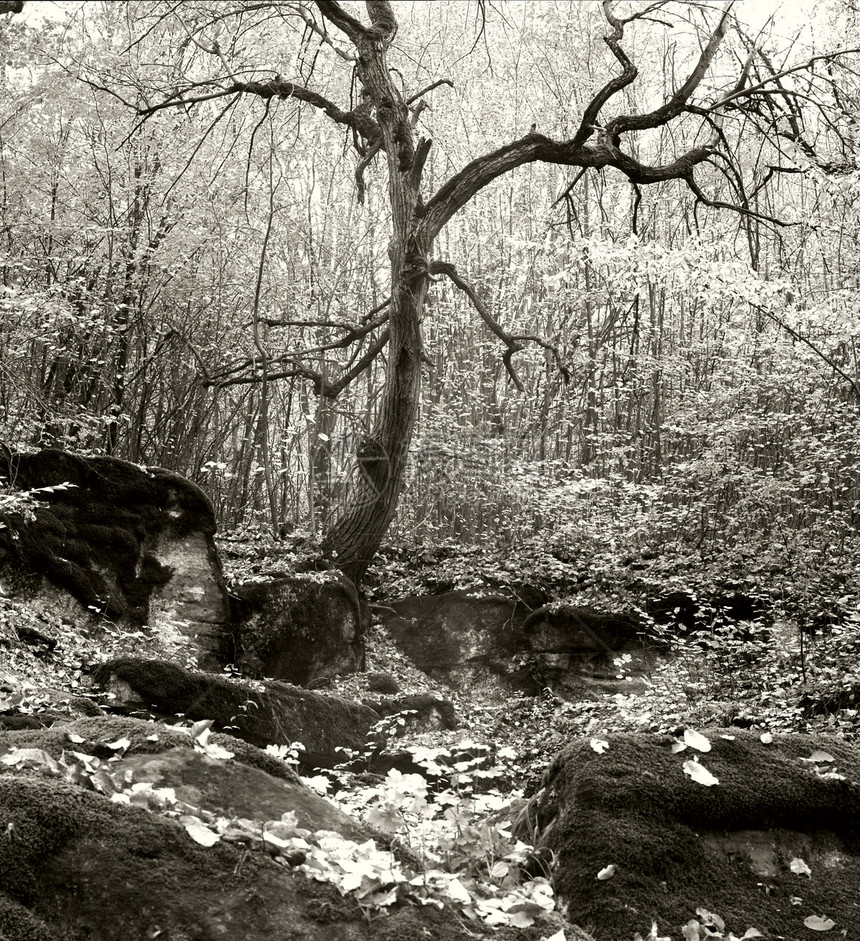 旧树和石头图片