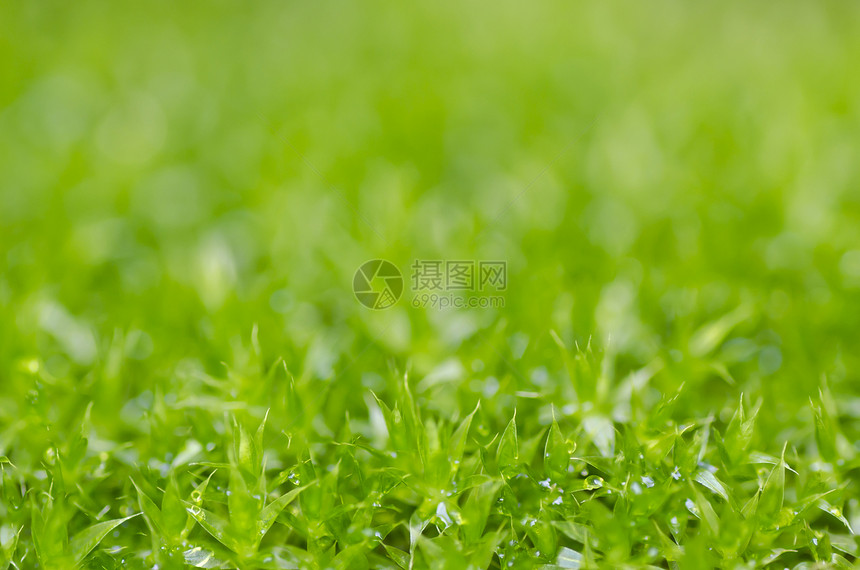 绿绿色的新鲜树苗苔藓植物群草地公园花园装饰森林地球岩石墙纸图片
