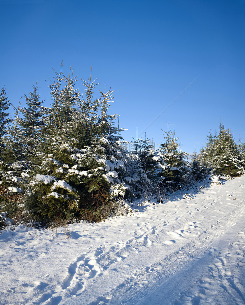 冬季公路季节天空针叶植物松树蓝色森林云杉图片