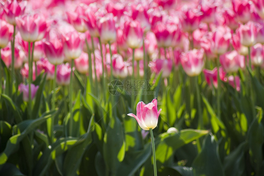 荷兰有粉红色郁金香的春田晴天宏观季节农场生长植物场地花瓣图片
