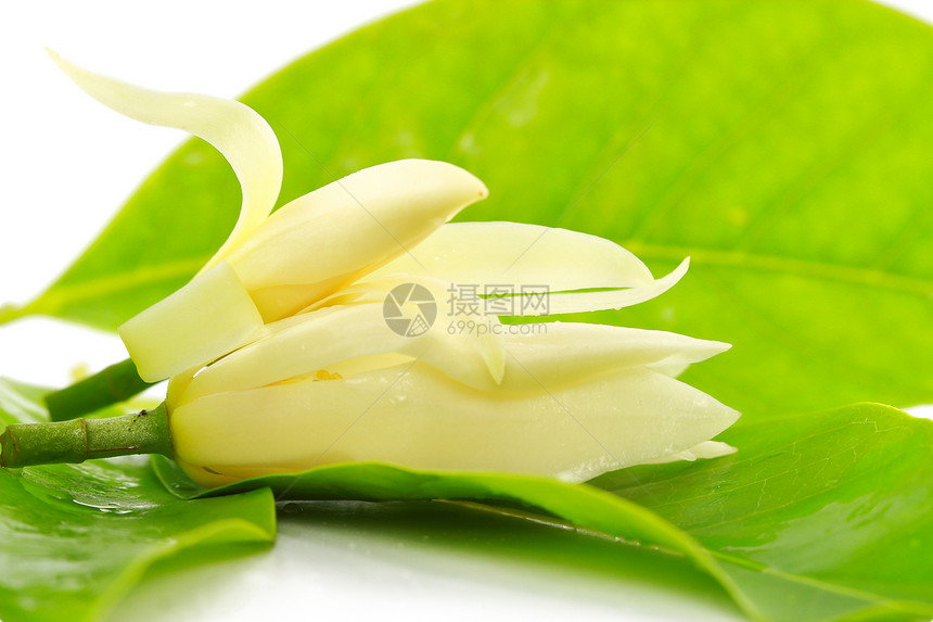 花朵治疗香味叶子香料玉兰疗法植物群香水芳香花束图片