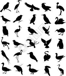 黑色鸟玩偶鸟2鸭子麻雀鹦鹉苍鹭鸵鸟黑色动物群卡通片天鹅企鹅插画