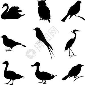 鸟插图动物群卡通片鸽子猫头鹰黑色苍鹭鸭子背景图片