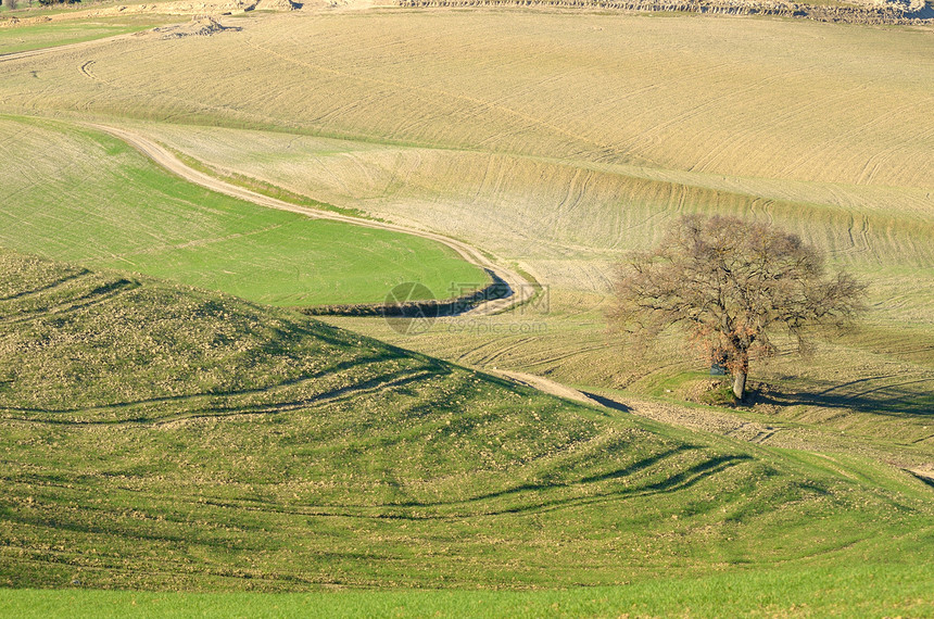 Toscan 景观农村橙子场景植被季节叶子木头天空场地全景图片