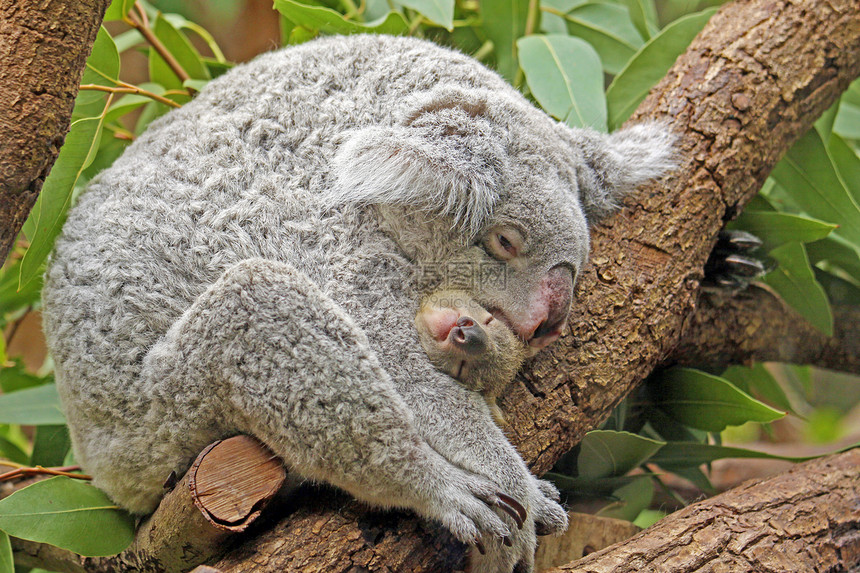 科阿拉带宝宝母亲新生耳朵动物旅行婴儿野生动物拥抱盎司荒野图片
