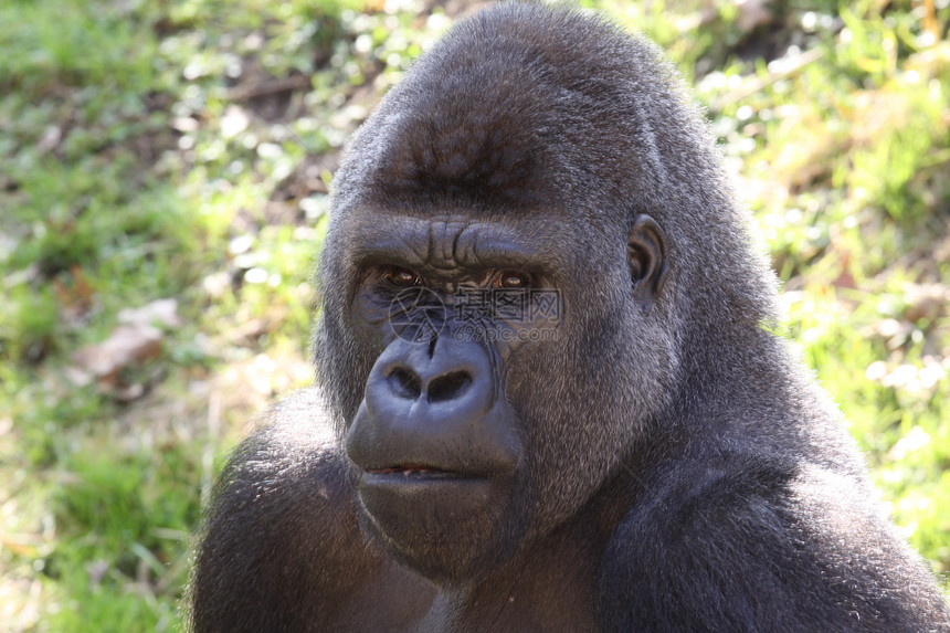 非洲西部低地大猩猩头发危险濒危银背丛林黑色荒野哺乳动物生物动物图片