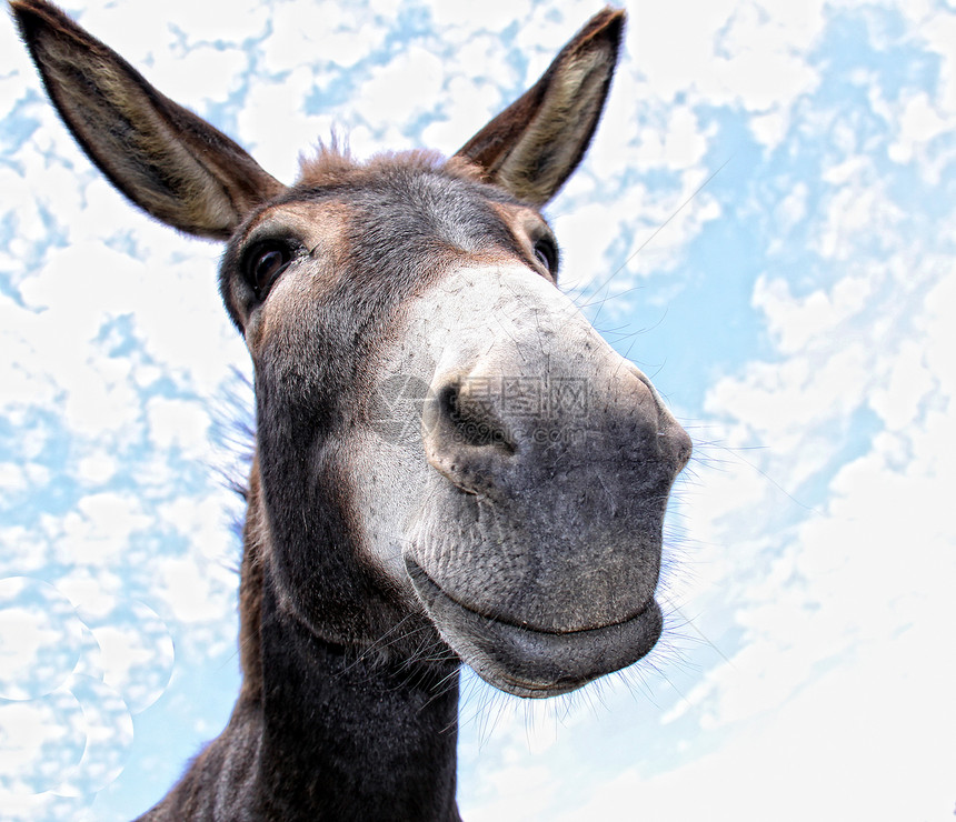 有趣的驴子耳朵鼻子生物农业幸福农场场地嘶嘶动物脊椎动物图片