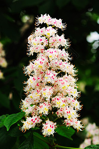 花栗花植物公园花序背景图片