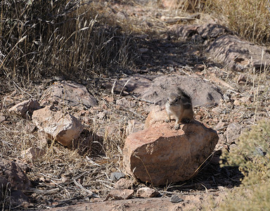 花栗鼠黄色好奇心石头荒野手表眉头动物哺乳动物背景图片