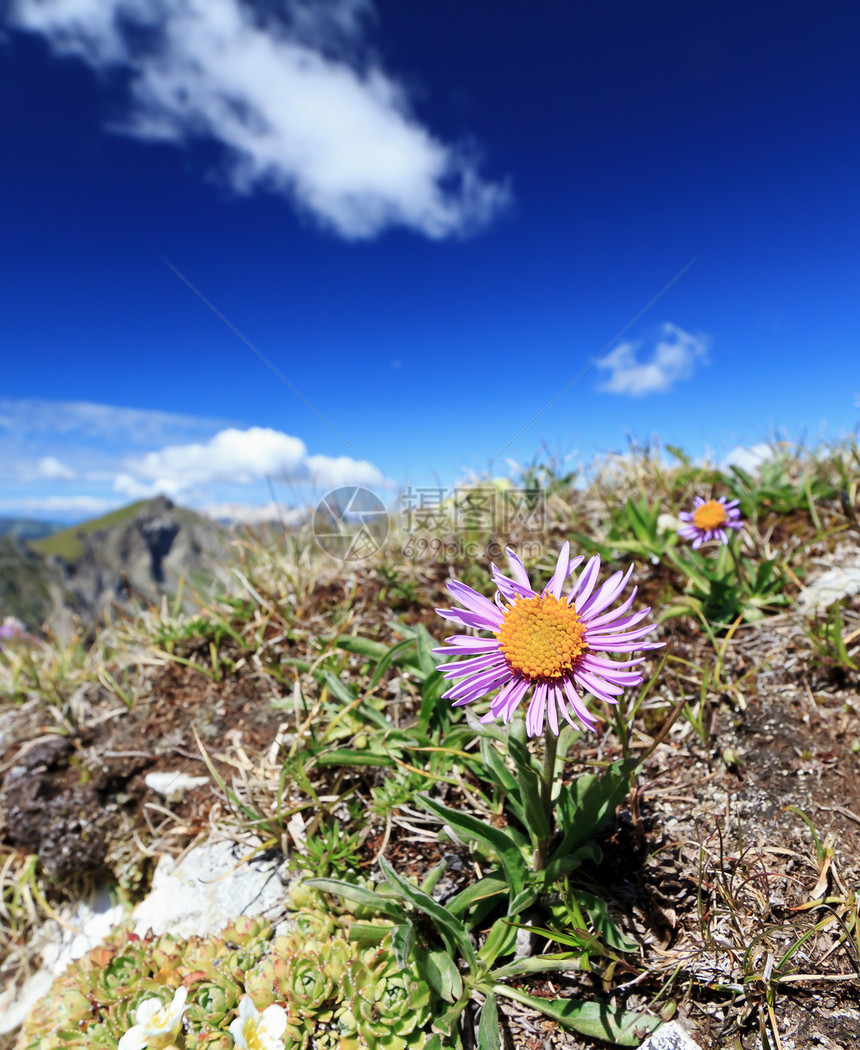 阿斯特阿尔卑斯植物群季节野花植物地面风景荒野翠菊晴天草地图片